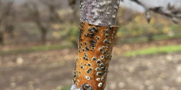 Investigadores de INIA desarrollan inoculante biológico para enfrentar hongos de la madera en árboles frutales