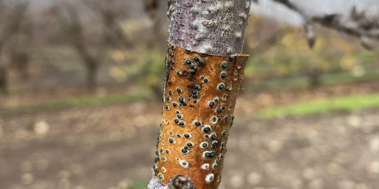 Investigadores de INIA desarrollan inoculante biológico para enfrentar hongos de la madera en árboles frutales