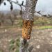 Investigadores de INIA desarrollan inoculante biológico para enfrentar hongos de la madera en árboles frutales
