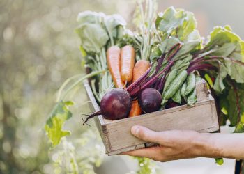 Gastronomía sostenible: ¿Por qué es tan relevante para el futuro?