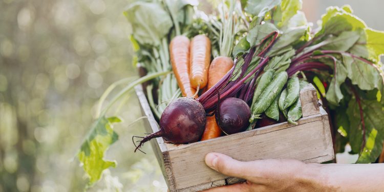 Gastronomía sostenible: ¿Por qué es tan relevante para el futuro?