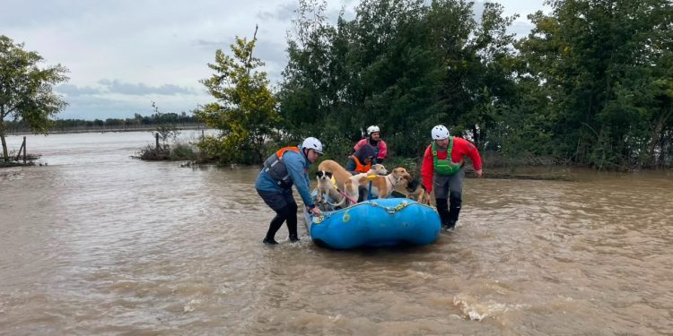 Municipalidad de Parral refuerza despliegue en terreno ante desborde de ríos y sectores aislados