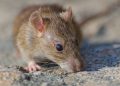 Alerta por hantavirus: expertos piden reforzar medidas y consulta oportuna