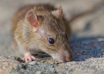Alerta por hantavirus: expertos piden reforzar medidas y consulta oportuna
