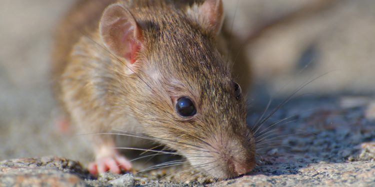 Alerta por hantavirus: expertos piden reforzar medidas y consulta oportuna