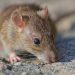 Alerta por hantavirus: expertos piden reforzar medidas y consulta oportuna