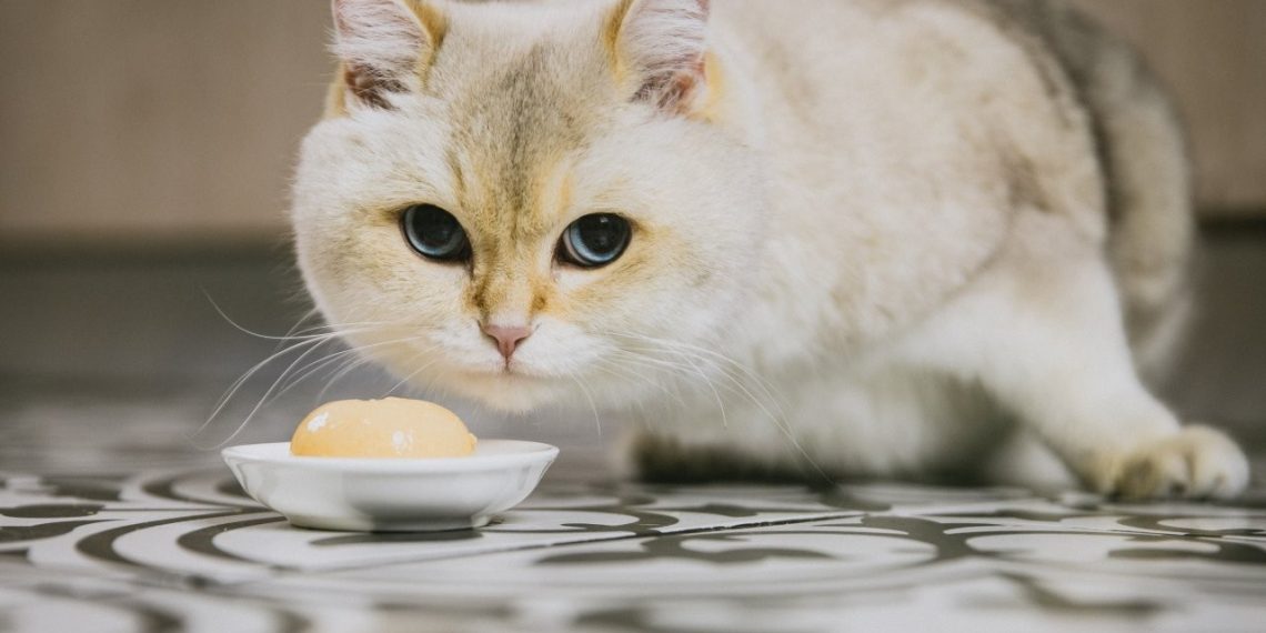 Mes del Gato: ¿Por qué son tan populares en Chile?