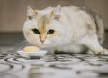 Mes del Gato: ¿Por qué son tan populares en Chile?