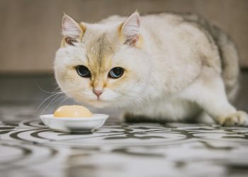 Mes del Gato: ¿Por qué son tan populares en Chile?