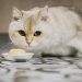 Mes del Gato: ¿Por qué son tan populares en Chile?