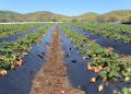 Investigadores desarrollan innovador sistema biológico para extender vida útil de las frutillas