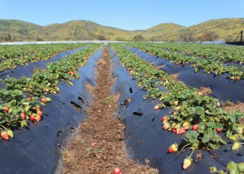 Investigadores desarrollan innovador sistema biológico para extender vida útil de las frutillas
