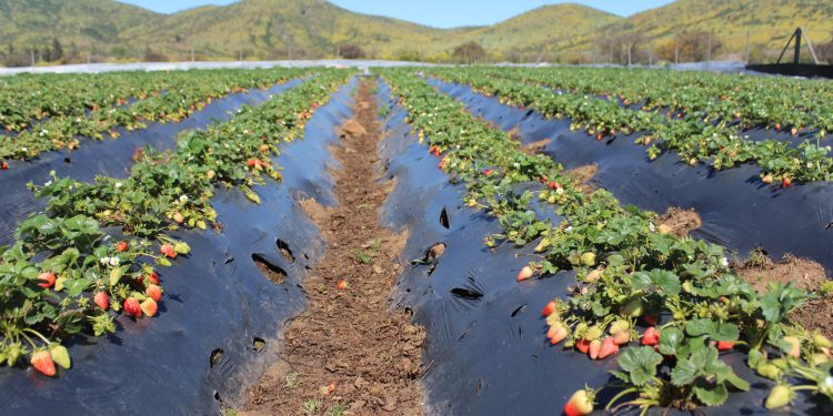 Investigadores desarrollan innovador sistema biológico para extender vida útil de las frutillas