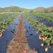 Investigadores desarrollan innovador sistema biológico para extender vida útil de las frutillas