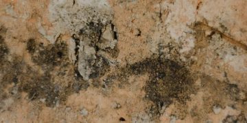 Hongos y ácaros en invierno: las prácticas cotidianas que aumentan su presencia en casa