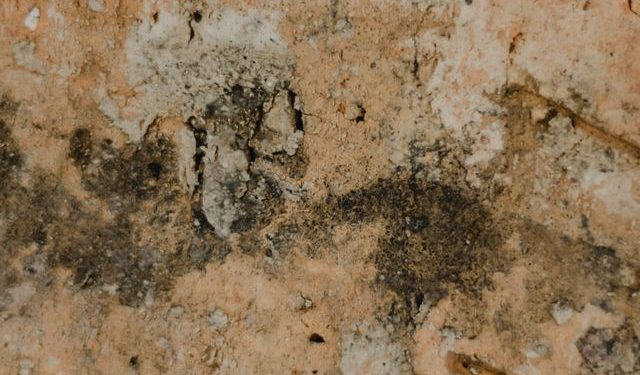 Hongos y ácaros en invierno: las prácticas cotidianas que aumentan su presencia en casa