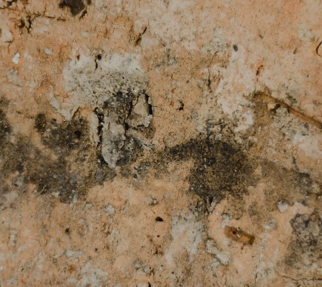 Hongos y ácaros en invierno: las prácticas cotidianas que aumentan su presencia en casa