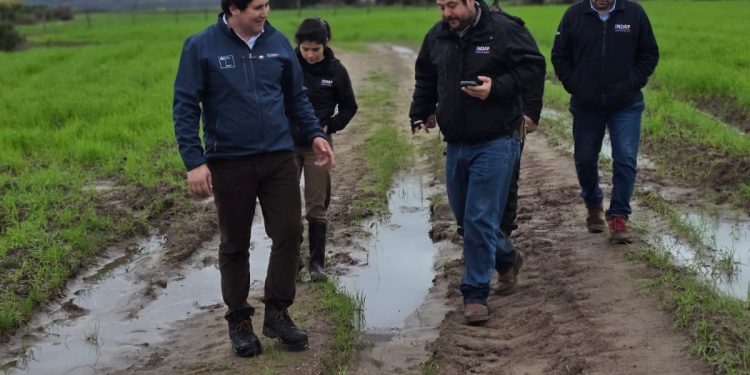 Seremi de Agricultura Maule detalla afectaciones por sistemas frontales concentradas en pequeños agricultores