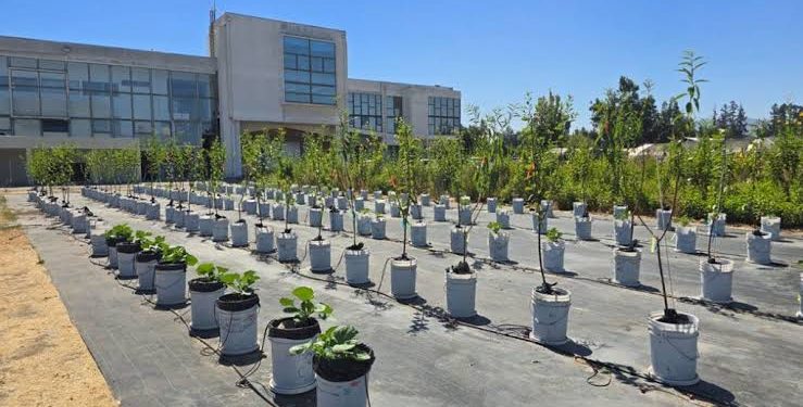 Mirar el suelo para hacer frente al cambio climático:   Innovación biotecnológica resguarda la agricultura nacional