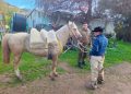 ​Carabineros evita potencial accidente tras persecución de más de 8 kilómetros a caballo descontrolado en Villa Prat