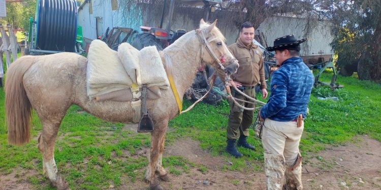 ​Carabineros evita potencial accidente tras persecución de más de 8 kilómetros a caballo descontrolado en Villa Prat