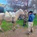 ​Carabineros evita potencial accidente tras persecución de más de 8 kilómetros a caballo descontrolado en Villa Prat