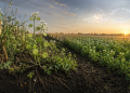 Edición genética transforma una maleza en un nuevo cultivo que genera ingresos para los agricultores