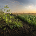 Edición genética transforma una maleza en un nuevo cultivo que genera ingresos para los agricultores