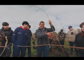 Estudiantes de Agropecuaria aprenden poda de Viñedos Patrimoniales
