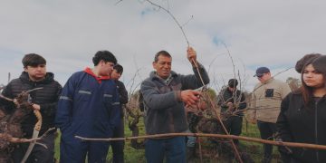 Estudiantes de Agropecuaria aprenden poda de Viñedos Patrimoniales