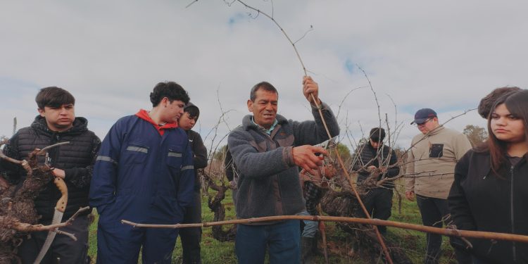 Estudiantes de Agropecuaria aprenden poda de Viñedos Patrimoniales