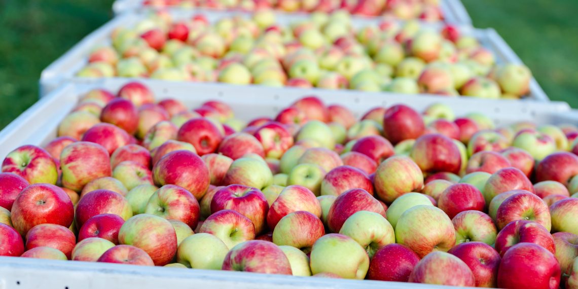“Machucón” en manzanas reduce hasta un 12% la producción exportable
