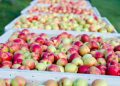 “Machucón” en manzanas reduce hasta un 12% la producción exportable