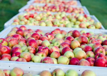 “Machucón” en manzanas reduce hasta un 12% la producción exportable
