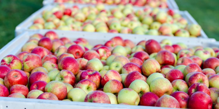 “Machucón” en manzanas reduce hasta un 12% la producción exportable