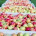 “Machucón” en manzanas reduce hasta un 12% la producción exportable