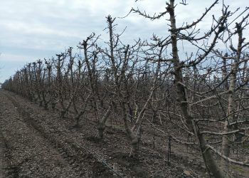 Primavera cálida y lluviosa desafiará a huertos de cerezos: INIA entrega recomendaciones para enfrentar la temporada