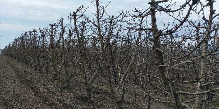 Primavera cálida y lluviosa desafiará a huertos de cerezos: INIA entrega recomendaciones para enfrentar la temporada