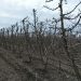 Primavera cálida y lluviosa desafiará a huertos de cerezos: INIA entrega recomendaciones para enfrentar la temporada
