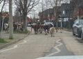 Insólito: Piño de vacas realizó vasto paseo por barrio de Talca: vea las imágenes