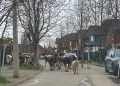 Insólito: Piño de vacas realizó vasto paseo por barrio de Talca: vea las imágenes