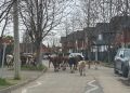 Insólito: Piño de vacas realizó vasto paseo por barrio de Talca: vea las imágenes