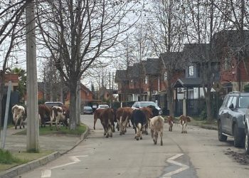 Insólito: Piño de vacas realizó vasto paseo por barrio de Talca: vea las imágenes