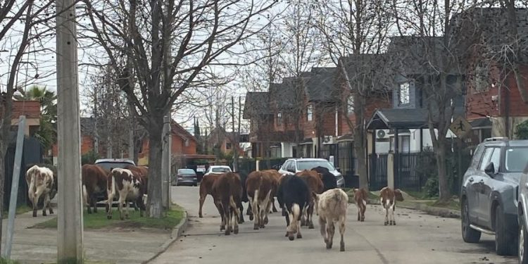 Insólito: Piño de vacas realizó vasto paseo por barrio de Talca: vea las imágenes