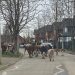 Insólito: Piño de vacas realizó vasto paseo por barrio de Talca: vea las imágenes