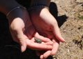 Desarrollan proyectos para la conservación de anfibios en el Alto Maule