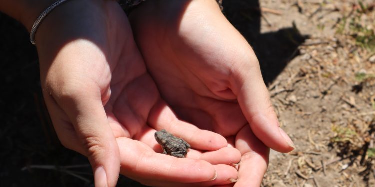 Desarrollan proyectos para la conservación de anfibios en el Alto Maule