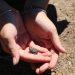 Desarrollan proyectos para la conservación de anfibios en el Alto Maule