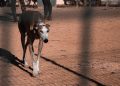 Tras votación contra las carreras de perros, expertos llaman a modernizar la legislación sobre bienestar animal