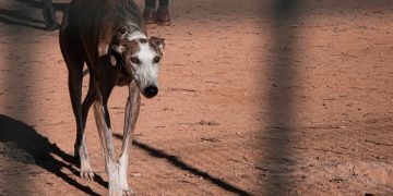 Tras votación contra las carreras de perros, expertos llaman a modernizar la legislación sobre bienestar animal